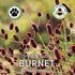 Burnet Seeds (Great & Salad Burnet)